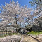 裏門周辺の桜=2024年4月10日午前9時58分