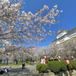 青空と桜と備中櫓=2024年4月10日午前10時9分