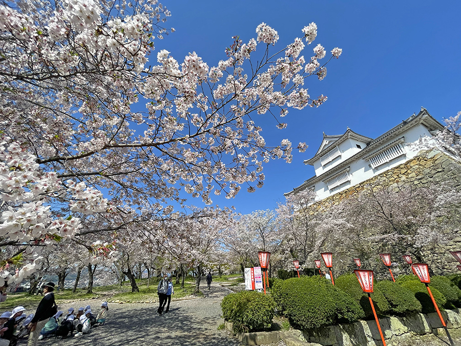 青空と桜と備中櫓=2024年4月10日午前10時9分