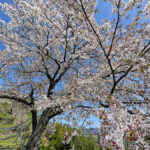 三の丸つるまる広場付近の桜=2024年4月10日午前10時46分