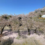 三の丸から眺める津山城の桜=2024年4月10日午前10時51分