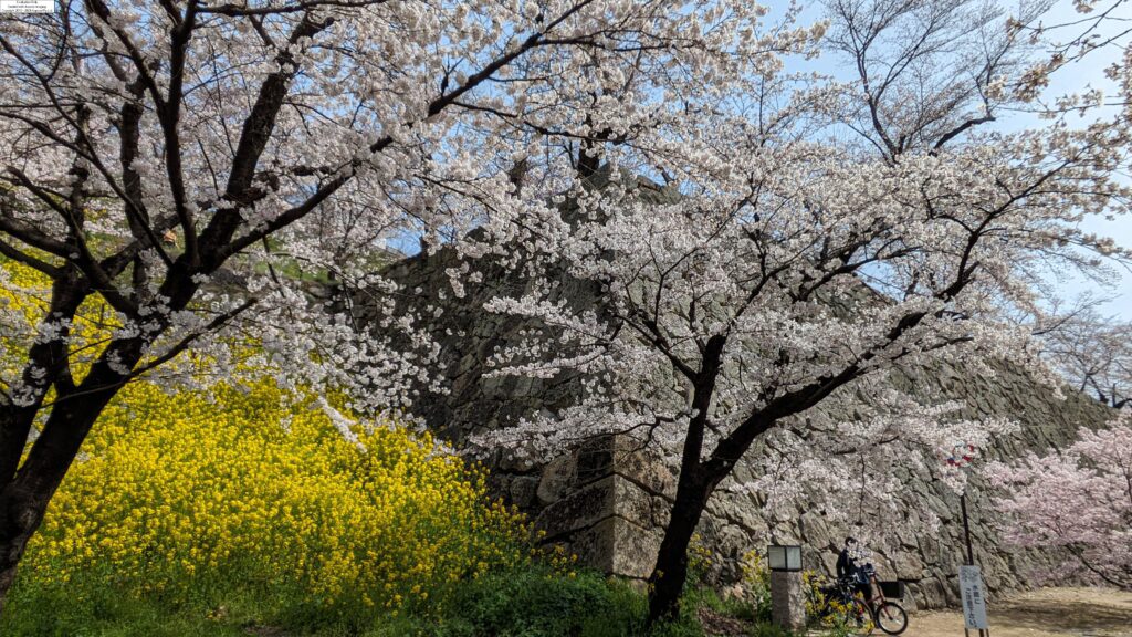 津山城・入り口近くの桜と菜の花と石垣＝2024年4月2日午前10時18分