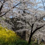 津山城・入り口近くの桜と菜の花と石垣＝2024年4月2日午前10時18分