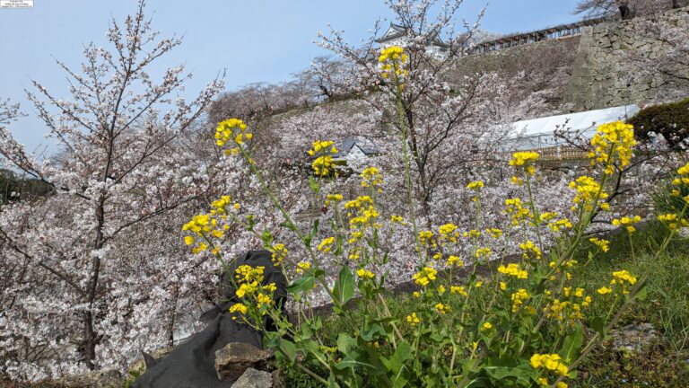 鶴山館前から、菜の花と備中櫓＝2024年4月2日午前10時24分