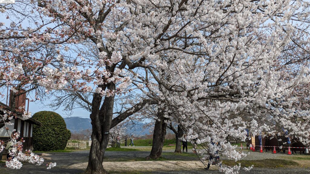 本丸・天守台そばの桜＝2024年4月2日午前10時47分