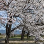 本丸・天守台そばの桜＝2024年4月2日午前10時47分