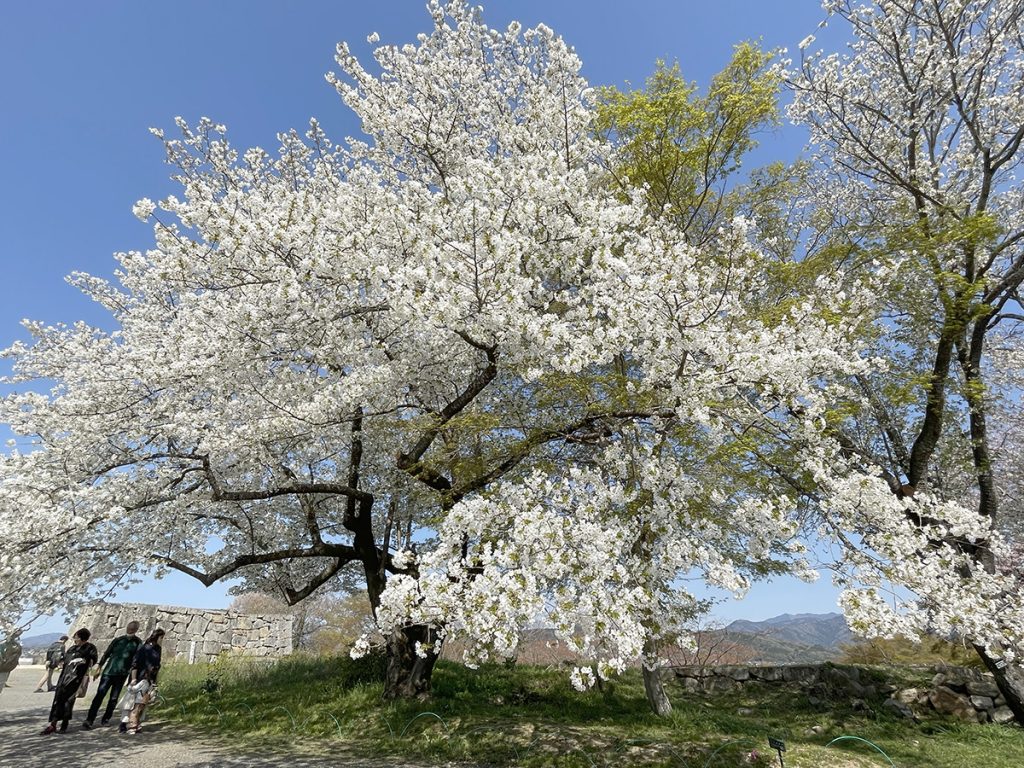 本丸付近に咲いていた桜は綺麗に開花しており見ごろだった=2023年4月3日午前9時58分