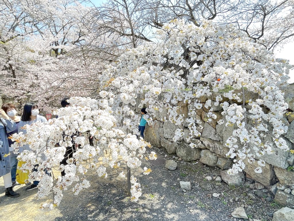 見事に開花した本丸付近のオオシマザクラ=2023年4月1日午前11時18分