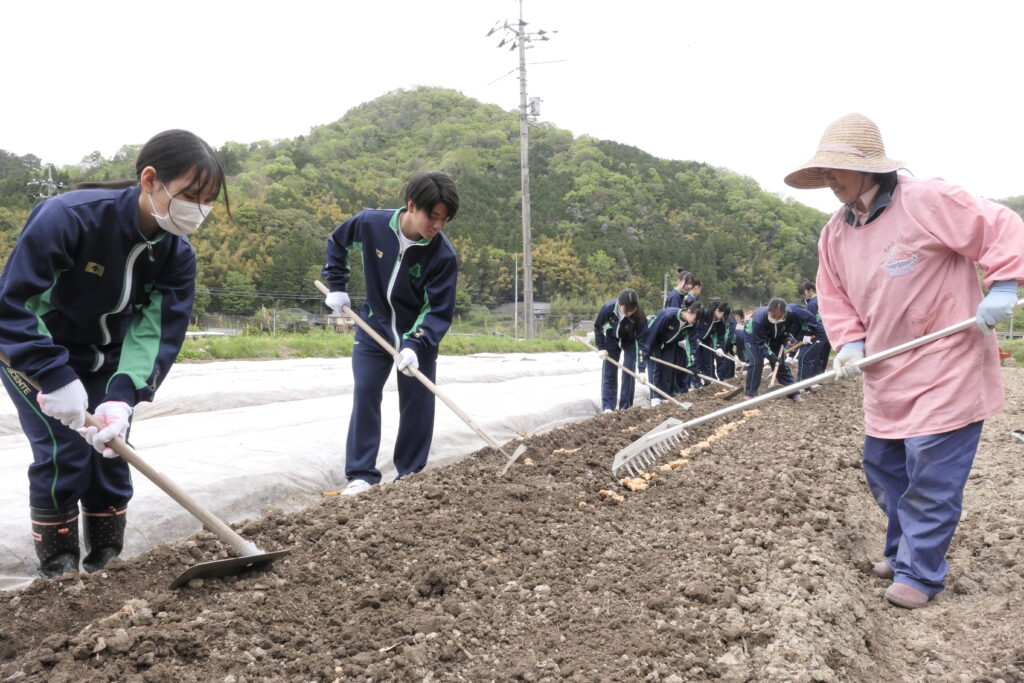 種ショウガの上に土をかぶせる生徒たち