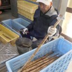 運び込まれた自然薯を選別するスタッフ