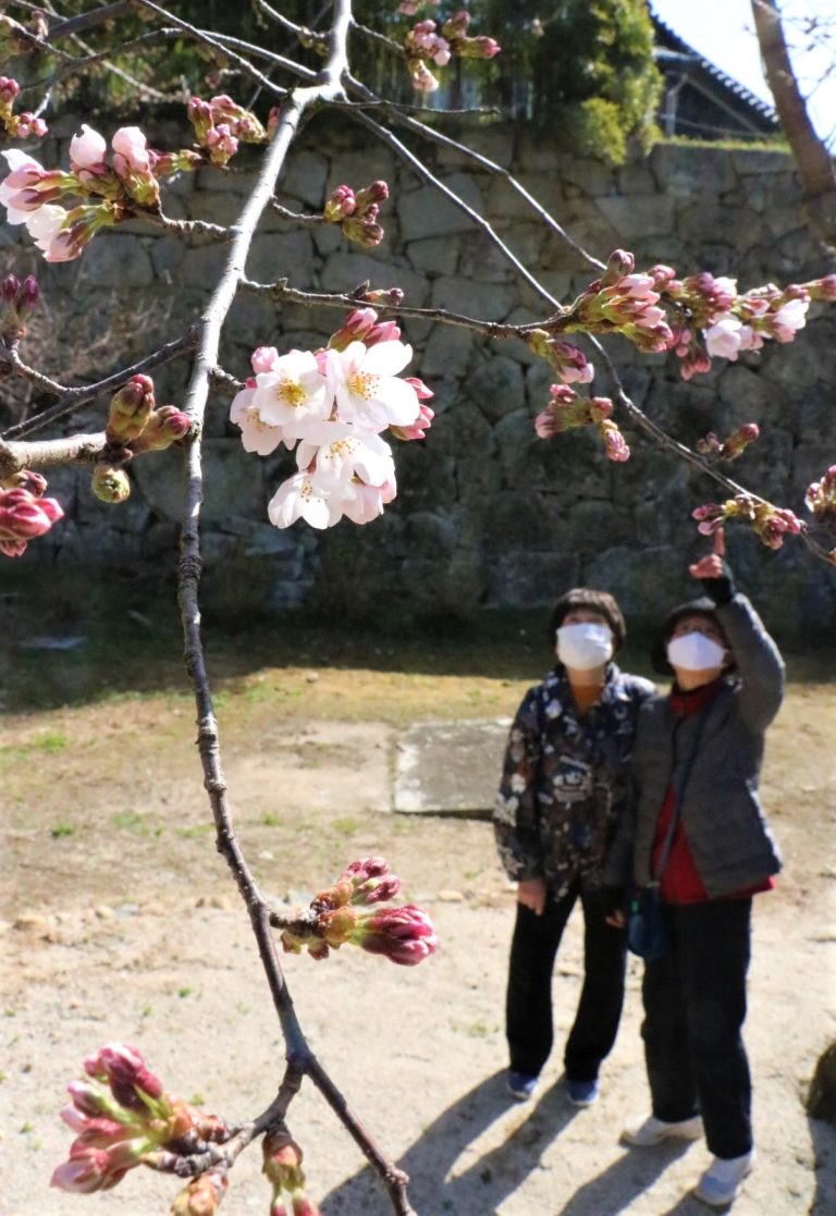 津山城桜咲く