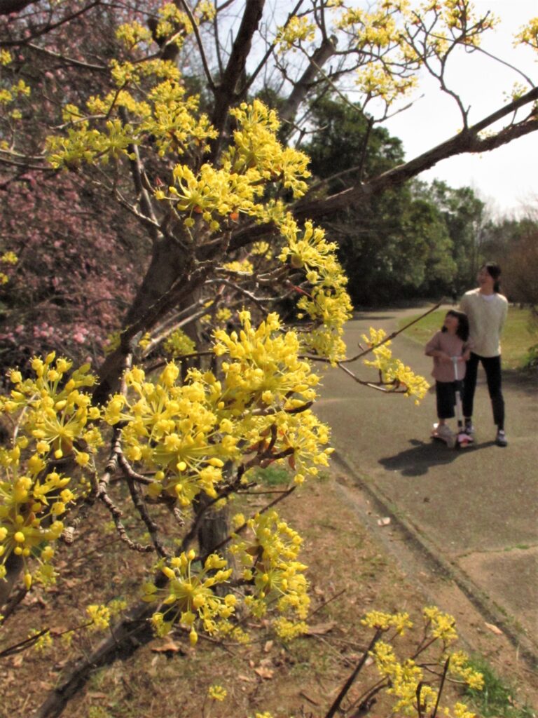 「春黄金花」の別名を持つサンシュユ
