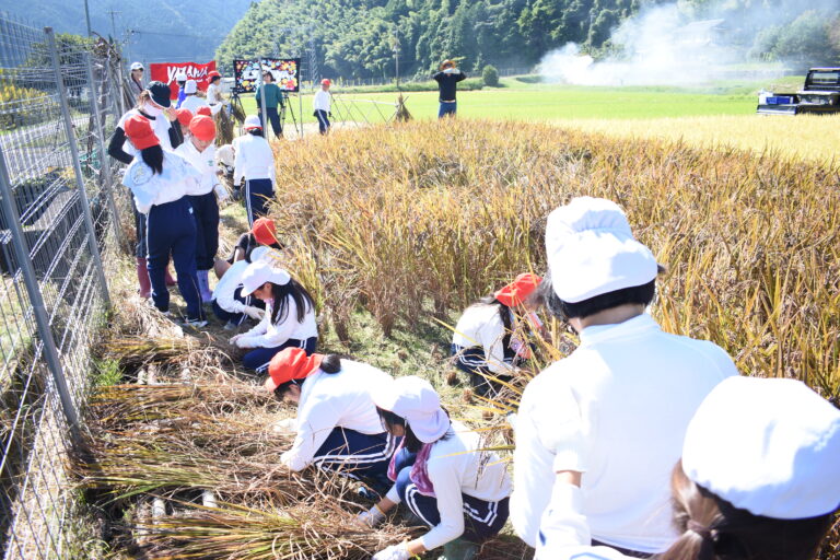 稲刈り作業を行う大原小の児童=岡山県美作市で