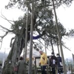 御神木の周囲をまわる参拝者