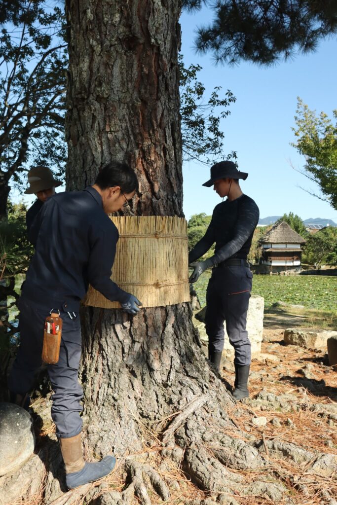 冬支度を整える衆楽園の松
