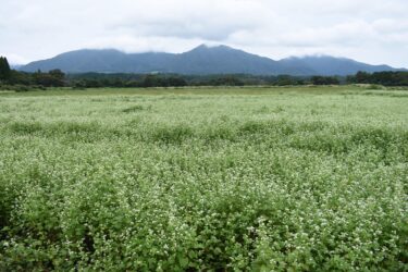 見ごろを迎えた蒜山高原のソバの花=岡山県真庭市で