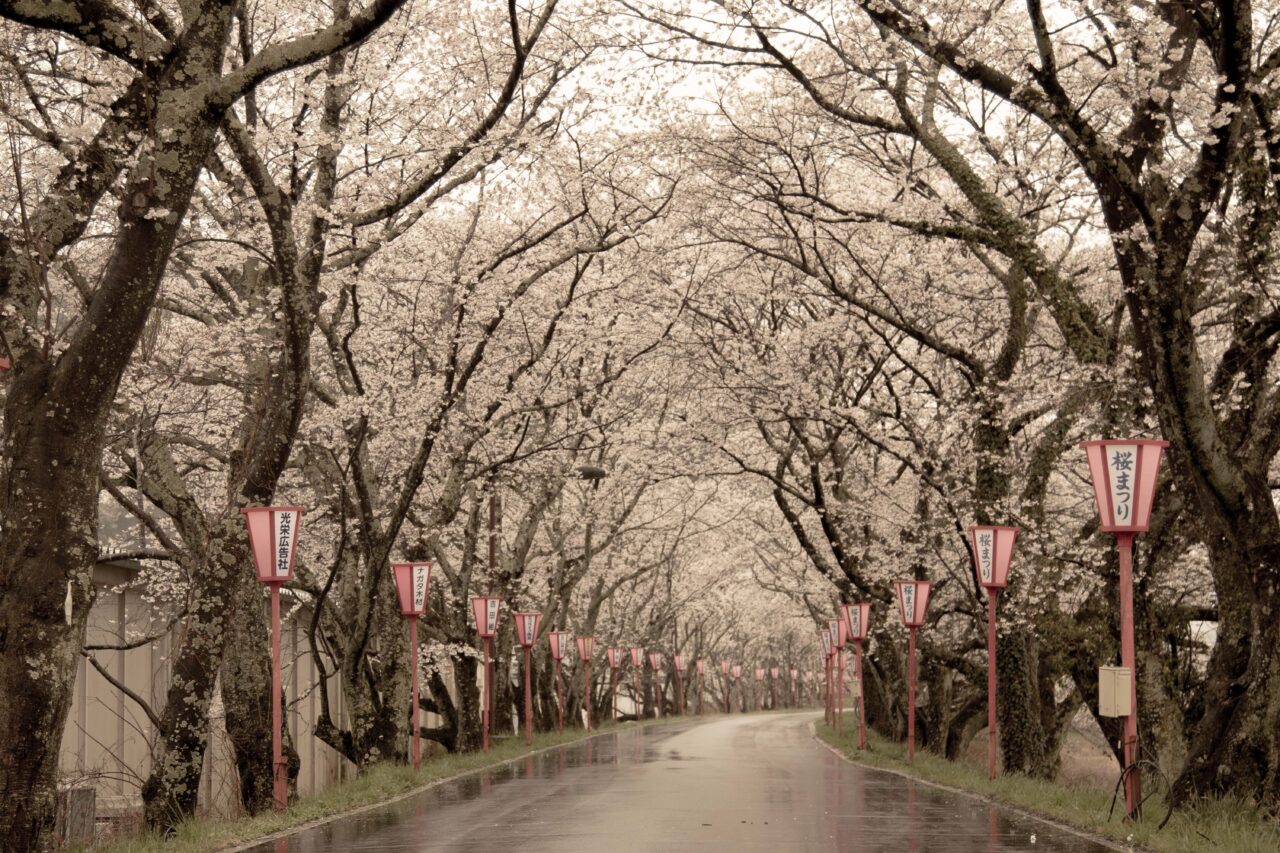 桜がアーチ状に覆う並木道=2024年4月3日午後4時41分、岡山県真庭市で