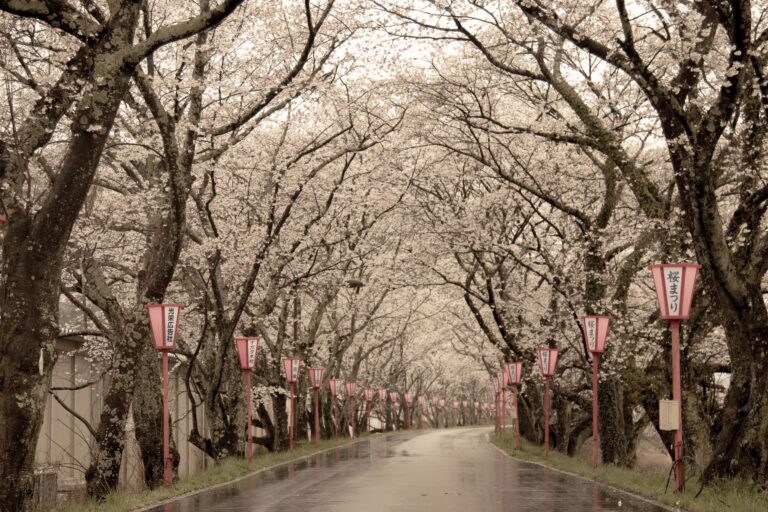 桜がアーチ状に覆う並木道=2024年4月3日午後4時41分、岡山県真庭市で