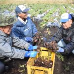 奈義町で最盛期を迎えているサトイモの収穫