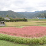 赤と白のソバの花で描かれた大きなハート＝岡山県津山市で