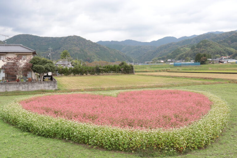 赤と白のソバの花で描かれた大きなハート＝岡山県津山市で