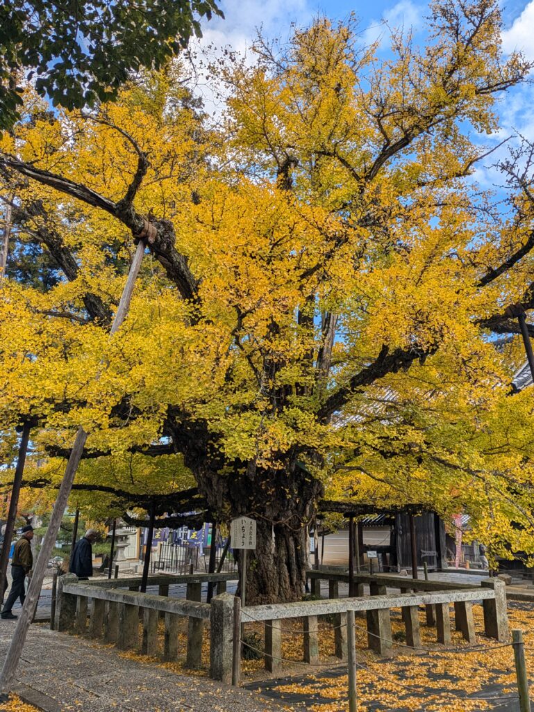 境内を鮮やかに彩るイチョウ