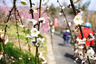 梅の花見ごろ　「梅の里公園」　週末はイベント開催も／岡山・津山市