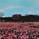 「いろ撮り」フォトキャンペーン第２期最優秀賞「Ｃｏｓｍｏｓ　ａｎｄ　ｒａｉｎｂｏｗ」