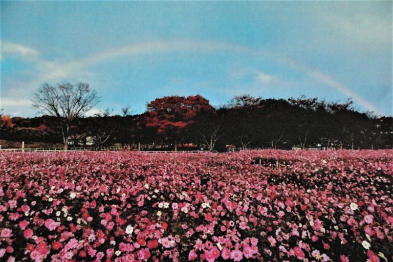 「いろ撮り」フォトキャンペーン第２期最優秀賞「Ｃｏｓｍｏｓ　ａｎｄ　ｒａｉｎｂｏｗ」