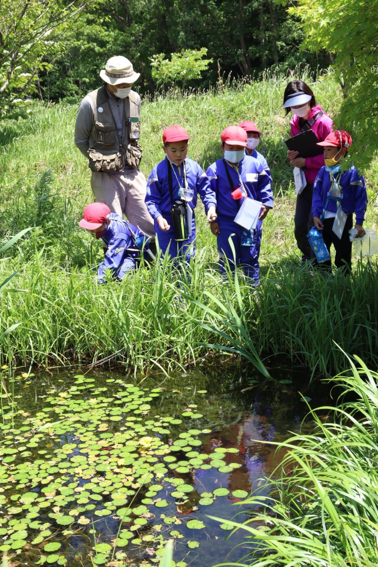 池の周りで生き物を探す中和小の１、２年生