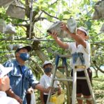 新高梨を収穫する児童たち=9月25日、岡山県津山市で