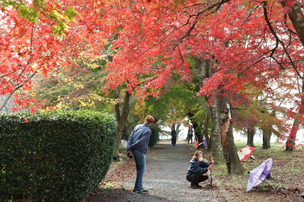 紅葉や番傘アートの演出をめでる入園者