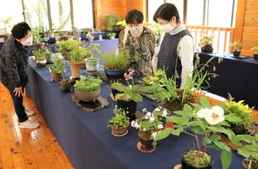 奈義山麓山の駅春の山野草展