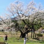 尾所の桜を撮影する人たち
