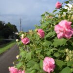 朝は白く夕方にかけピンク色に変化していく「酔芙蓉（スイフヨウ）」