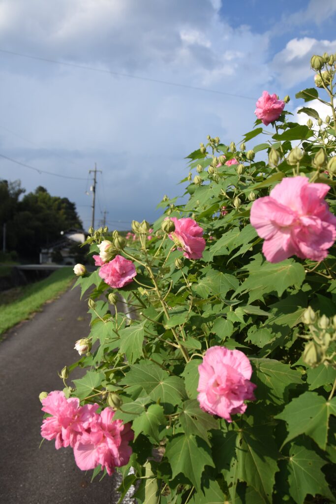 朝は白く夕方にかけピンク色に変化していく「酔芙蓉（スイフヨウ）」