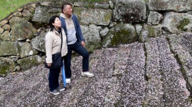 津山城に「桜のじゅうたん」／岡山・津山市