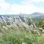 見頃を迎えたススキの群生=岡山県真庭市で