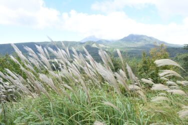 見頃を迎えたススキの群生=岡山県真庭市で