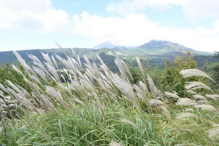 見頃を迎えたススキの群生=岡山県真庭市で