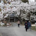 真庭市茅部神社桜みごろ