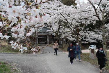 真庭市茅部神社桜みごろ