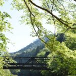 奥津渓を彩る青葉=岡山県鏡野町で