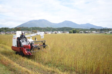 蒜山高原で始まったソバの収穫=岡山県真庭市で