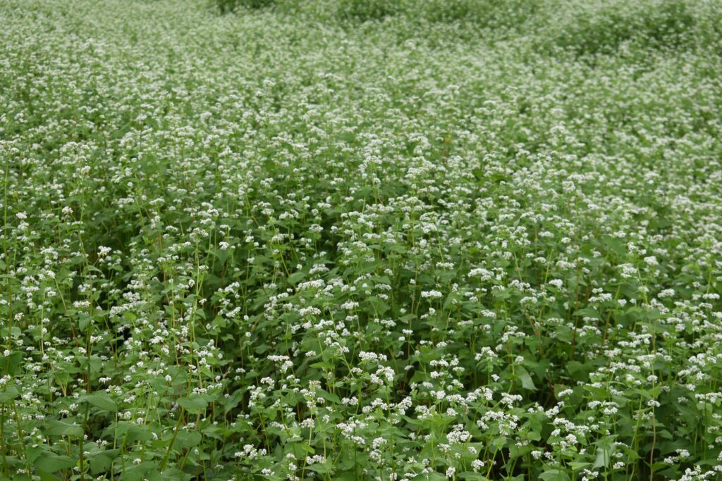 かれんなソバの花