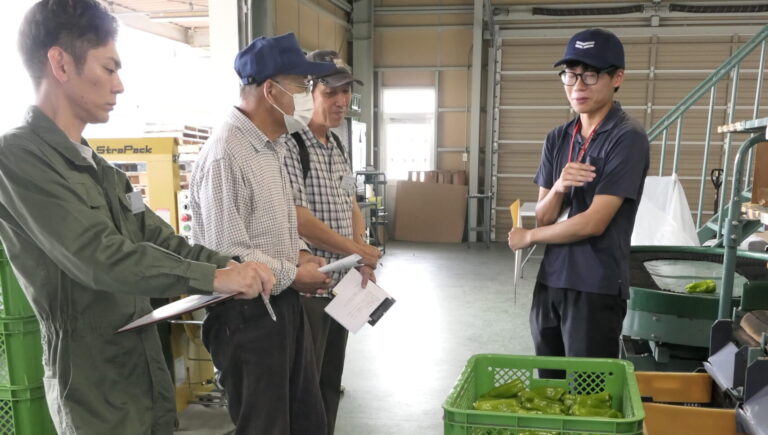 ジャンボピーマンの選果場を見学する受講生=岡山県津山市で