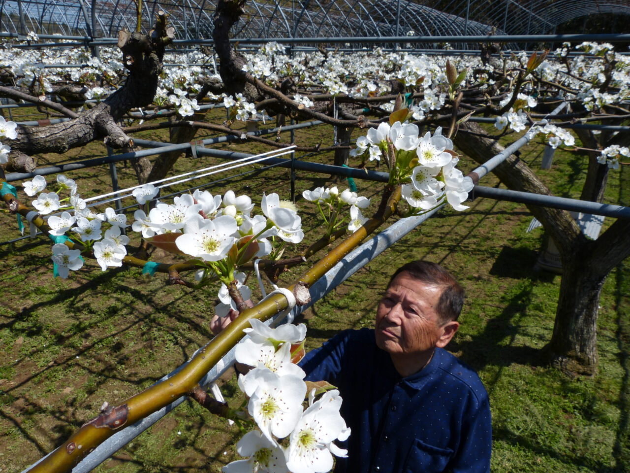 実りの秋へ新高梨の授粉作業に励む松下さん=岡山県津山市で