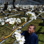 実りの秋へ新高梨の授粉作業に励む松下さん=岡山県津山市で