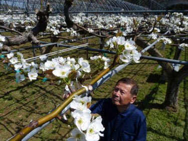 実りの秋へ新高梨の授粉作業に励む松下さん=岡山県津山市で