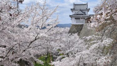 津山さくらまつりの津山譲入園者数、例年の三割程度　新型コロナの影響による／岡山・津山市